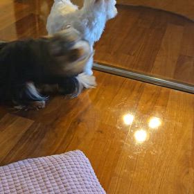 走り出した！笑の画像