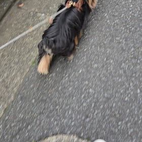 ライルの画像