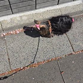 ポンムの画像