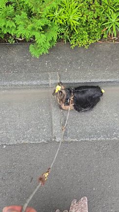 障害物らしいの記事動画