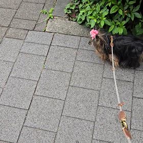ポンムの画像