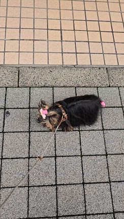 動きがコミカルなポンムの記事動画