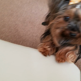 愛犬がなく理由の画像