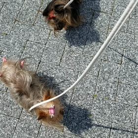 飛べるかな？の画像