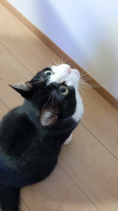 大興奮中の記事動画
