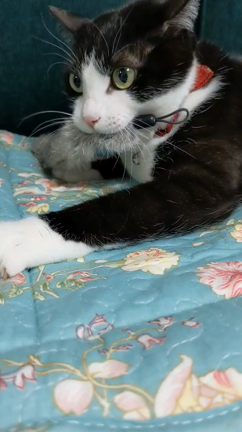 #今年の初写真はの記事動画