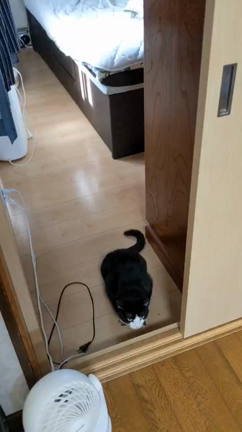 今日のエールもらってみたの記事動画