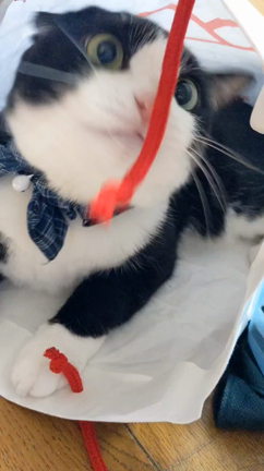 かわいい動画が撮れましたの記事動画