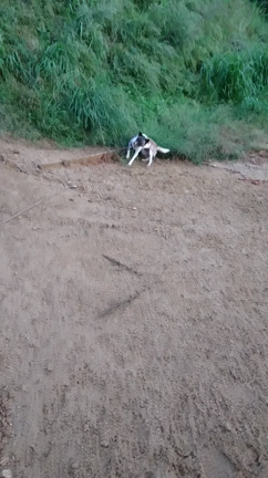 新人(野犬)さん来ましたの記事動画