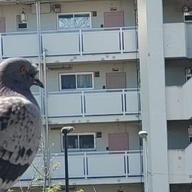 ポッポちゃんの画像