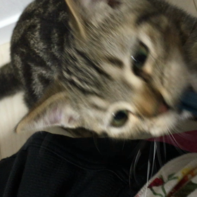 猫たちの自由な日常〜オレオの場合  番外編〜の画像