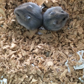 エサに群がる子たち❤️の画像
