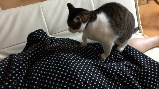 最近買った中で一番高かったものは？の記事動画