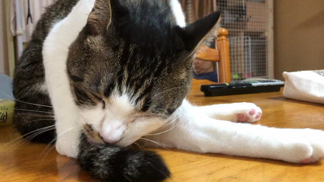 今日は納豆の日、陣痛が！の記事動画