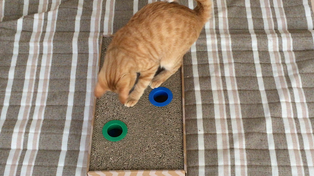 今日のニャンコ  7.7.17の記事動画