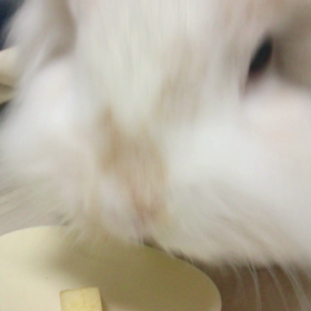お迎え記念日の画像
