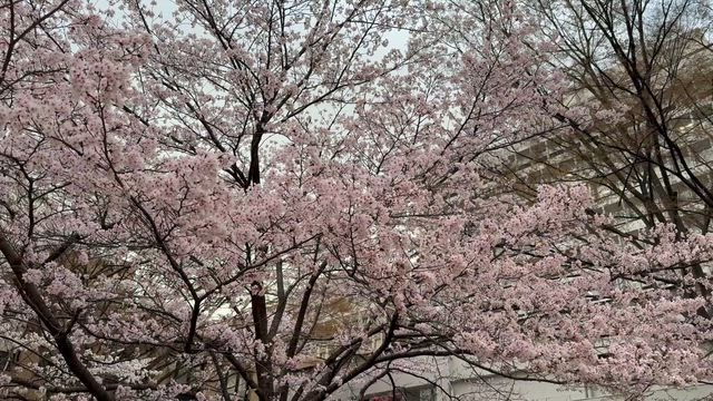 大丈夫なのか？の記事動画