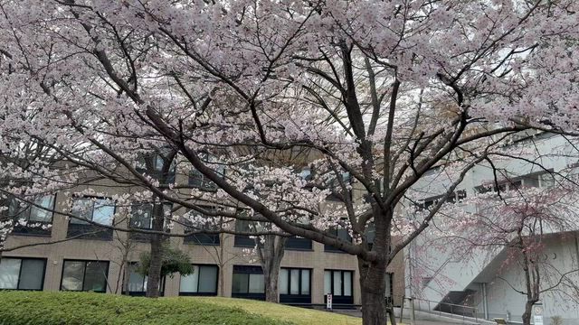 大丈夫の記事動画