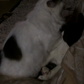 もみみの画像