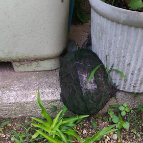 頑張れ小さいカメちゃん！の画像