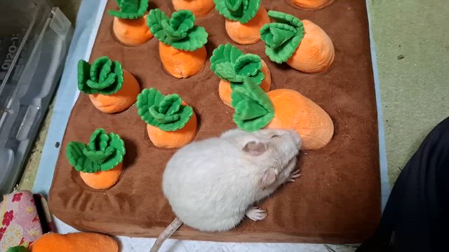 うぃちゃん、世界に羽ばたくの記事動画