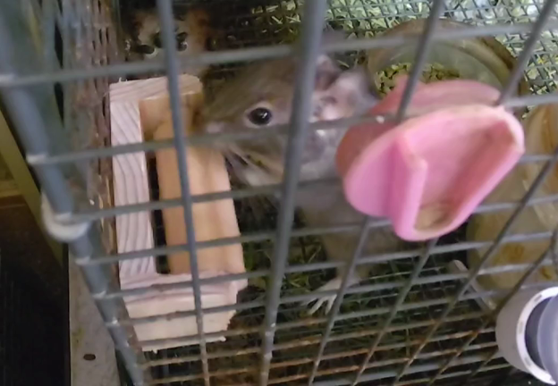 かじりんローラー！の記事動画
