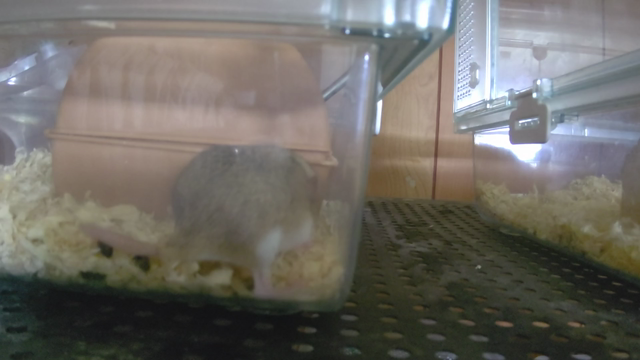 ついに出てきたの記事動画