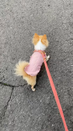 可愛いお友達のあんずちゃんからお写真いただきましたの記事動画