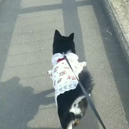 可愛いお友達のジーマちゃんからお写真いただきましたの記事動画