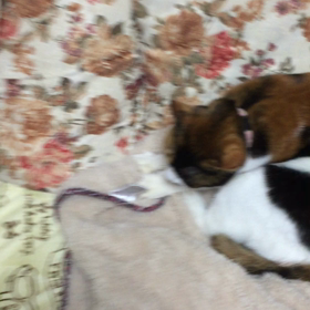 モミモミにゃんこの画像