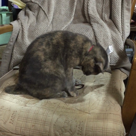 ソフィーさんのヘアゴム愛がスゴイ！の画像