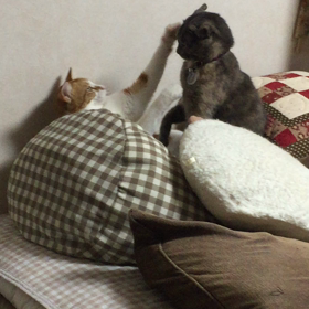 揉めてるにゃんず…の画像