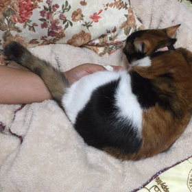 ハナさん、しっぽで語る…の画像