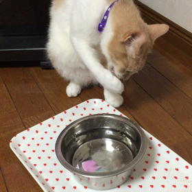 給水するカルちゃんの画像