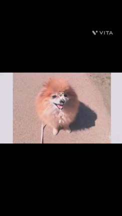 今週のお弁当の記事動画