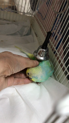 自分用覚書*セキセイインコのここちゃんが2022年12月16日永眠いたしましたヒメウズラ異種親子の記事動画