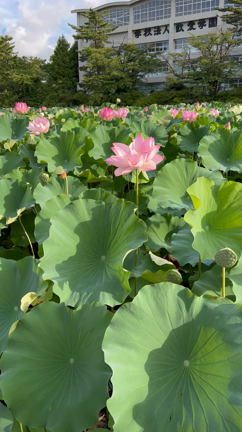 理想の朝を体験するの記事動画