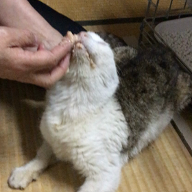 ”マタタビ娘がまた…緊急猫保護”　　保護時の迷子猫さん♡のサムネイル画像