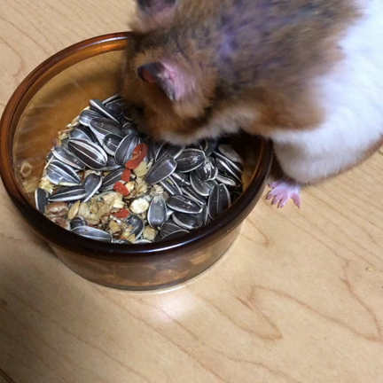 ☆肉まる（ゴールデンハムスター）の食欲凄すぎるw☆の記事動画