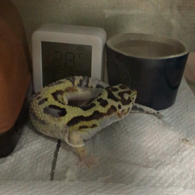 スベンくんの脱皮の画像