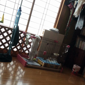 トイレマナー。立ち糞ワンコもいる家…の画像