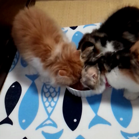 仲良くお食事の画像