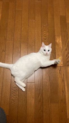 省エネモードなしらたまちゃんの記事動画