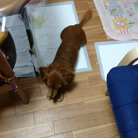 まて❗の画像