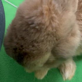 甘えん坊の画像