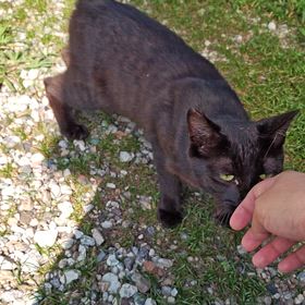 悩み事色々…猫どうしよ…の画像