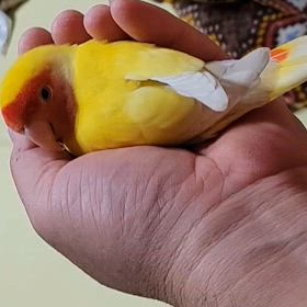 眠いの画像