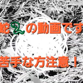 マムシ注意！の画像