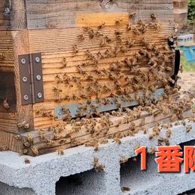 2026年日本蜜蜂の画像