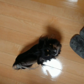 動画でぽん！の画像